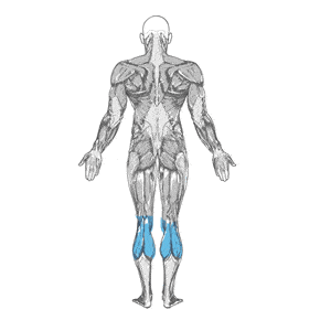 baldir anatomisi orig - Bacak Egzersizleri