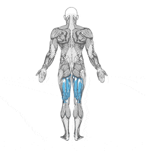 hamstring anatomisi orig - Bacak Egzersizleri