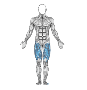 quadricep anatomisi orig - Bacak Egzersizleri